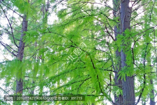 陽(yáng)光樹(shù)林,樹(shù)干,水杉