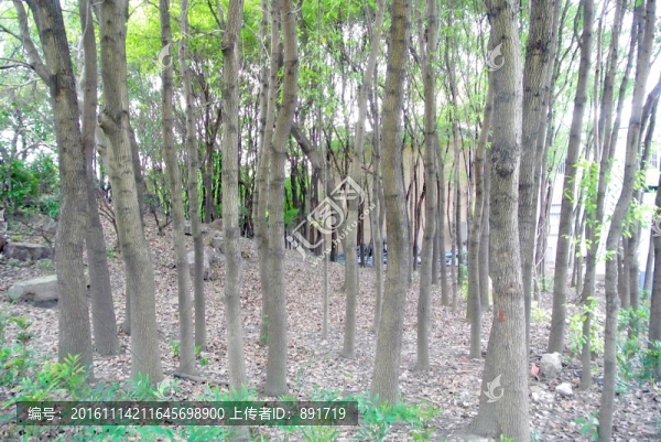 樹干背景