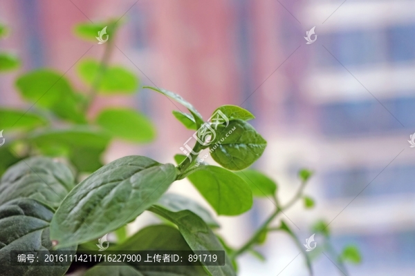 綠葉,綠色植物
