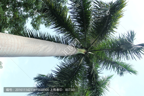 棕櫚樹(shù)