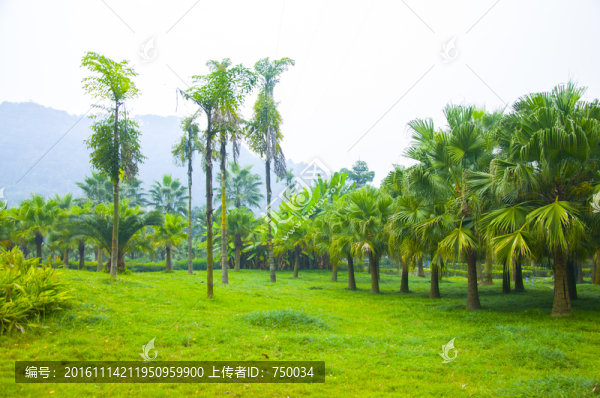 城市綠化
