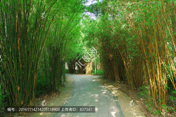 竹林小路