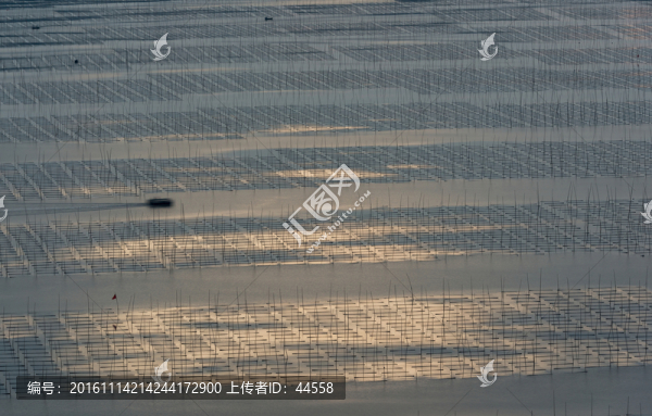紫菜種植