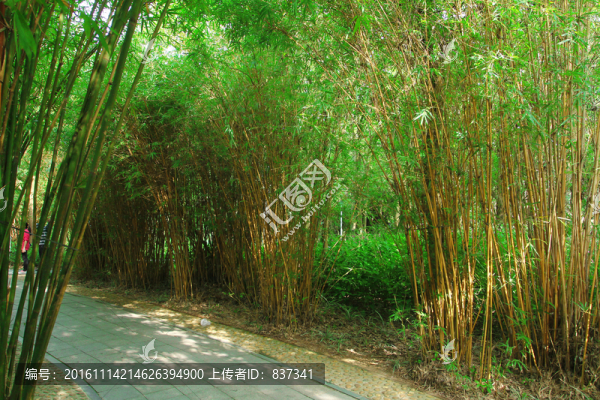 竹林小路