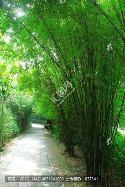 竹林小路
