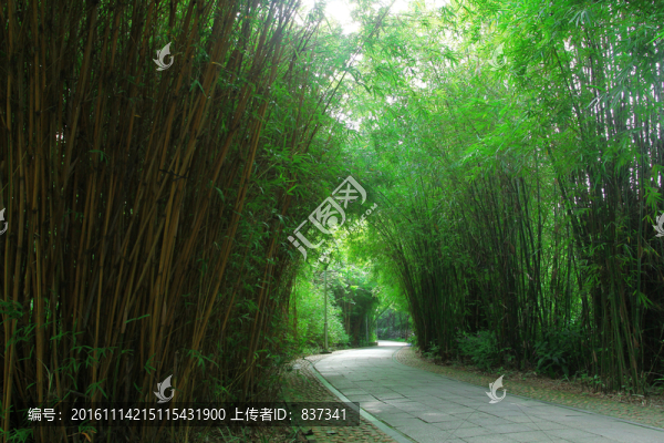 竹林小