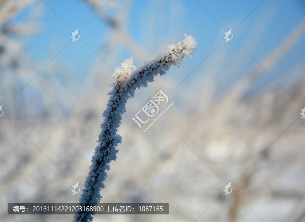 玉樹瓊枝