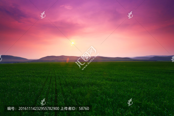 麥田暮色