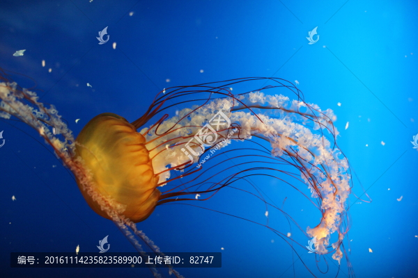 水母,海水生物,海洋動物
