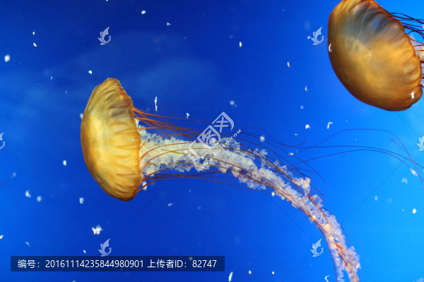 水母,海水生物,海洋動物
