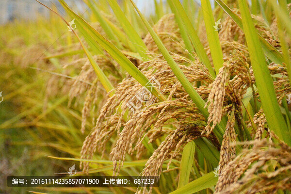 水稻穗稻田