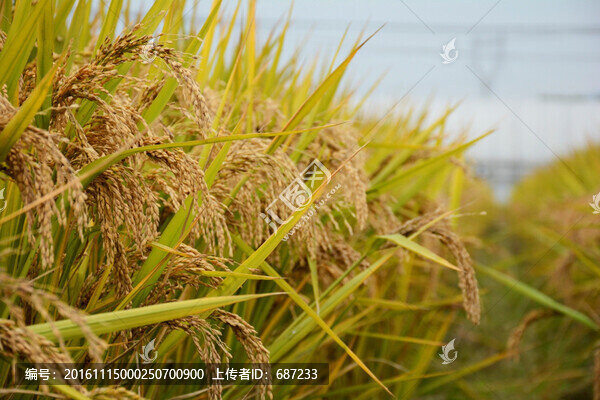 水稻穗稻田