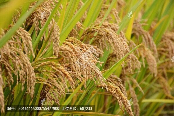 水稻穗稻田