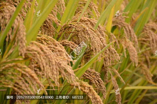 水稻穗稻田