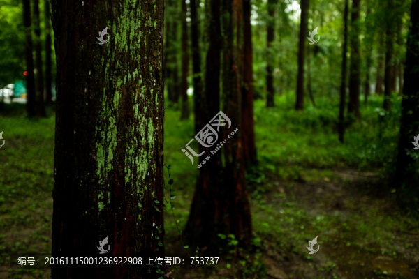 樹林青苔