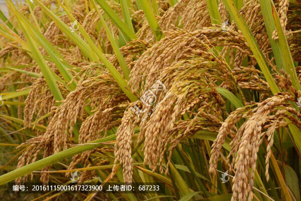 水稻穗稻田
