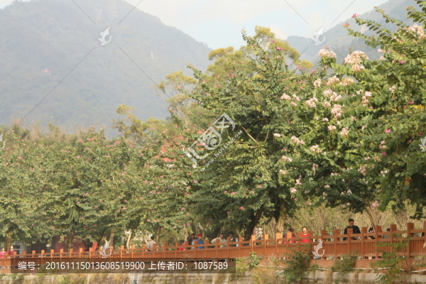 森林公園