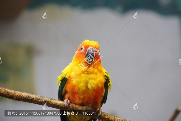 鳥