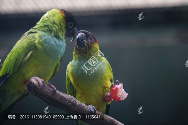 鳥