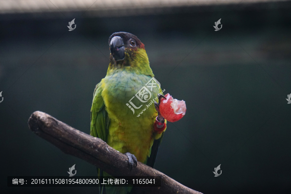 鳥20
