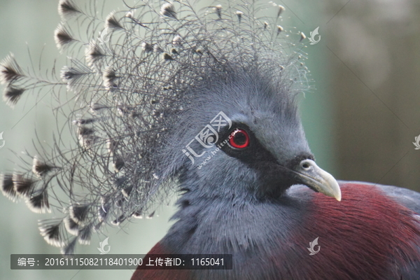 鳥