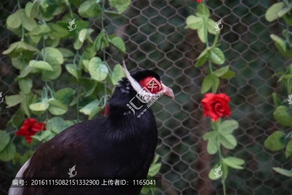 鳥(niǎo)