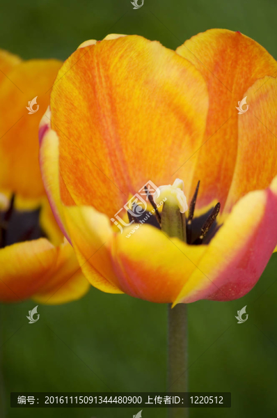 郁金香-匯圖網(wǎng) www.fosd68.com 郁金香