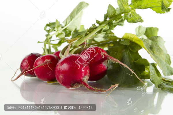 蘿卜