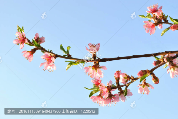 粉紅花枝果樹