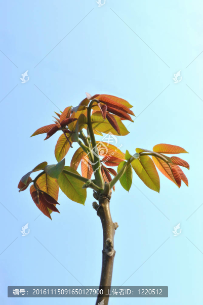 帶幼葉的堅(jiān)果樹的分支