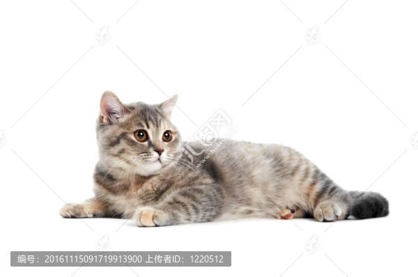 英國短毛貓隔離