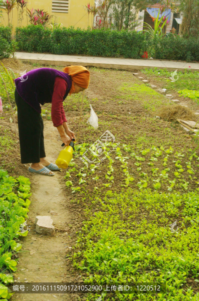 在她的花園里的女人