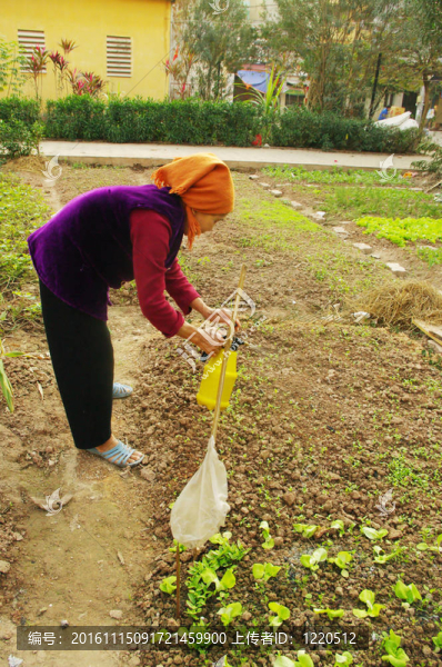 在她的花園里的女人