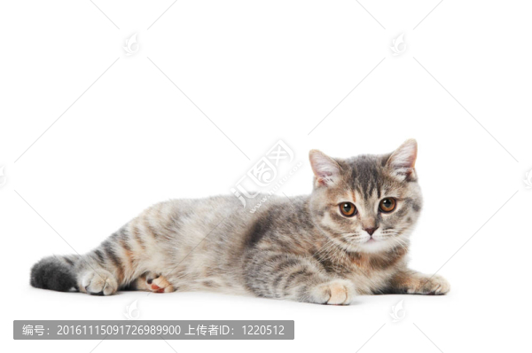 英國(guó)短毛貓隔離