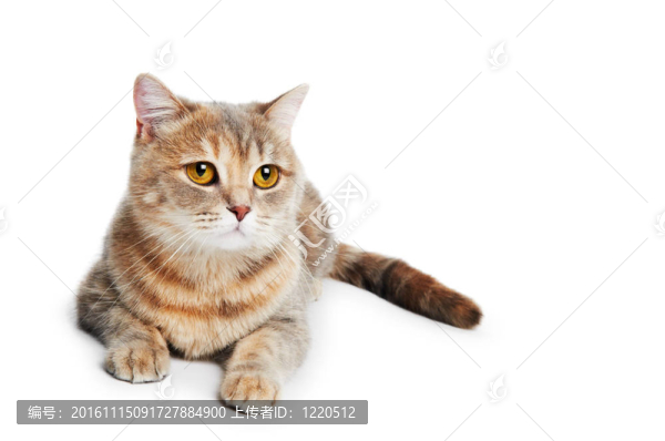 英國短毛貓隔離-匯圖網(wǎng) www.fosd68.com 英國短毛貓隔離