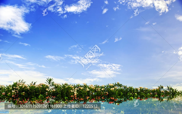 花葉和天空背景