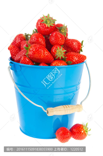 藍(lán)桶草莓