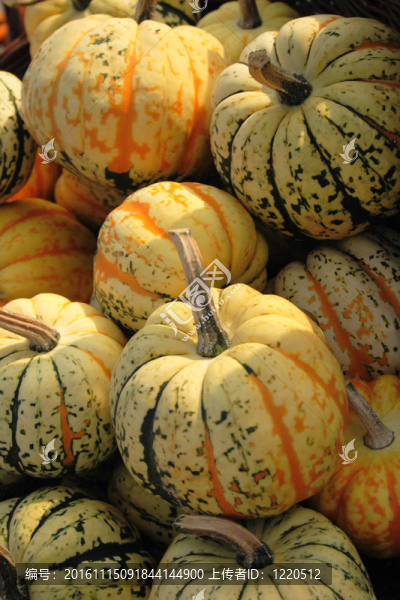 秋天的南瓜