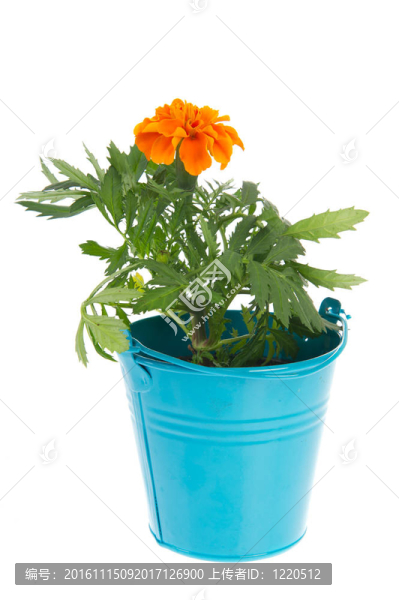 橙色的金盞花