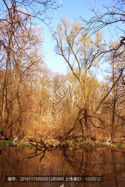 池塘在森林-匯圖網(wǎng) www.fosd68.com 池塘在森林