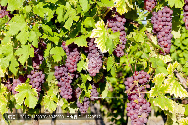 葡萄在葡萄園（完整）；阿爾薩斯；法國