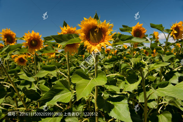 田野的向日葵