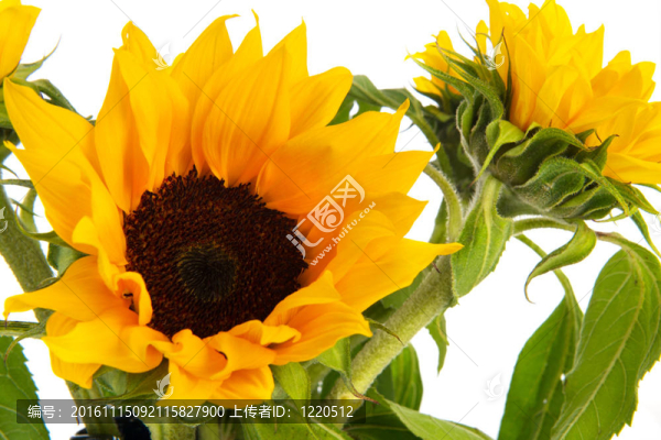 向日葵