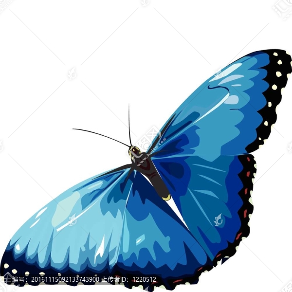 蝴蝶-匯圖網(wǎng) www.fosd68.com 蝴蝶