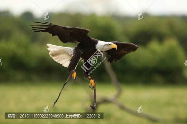 禿頭鷹