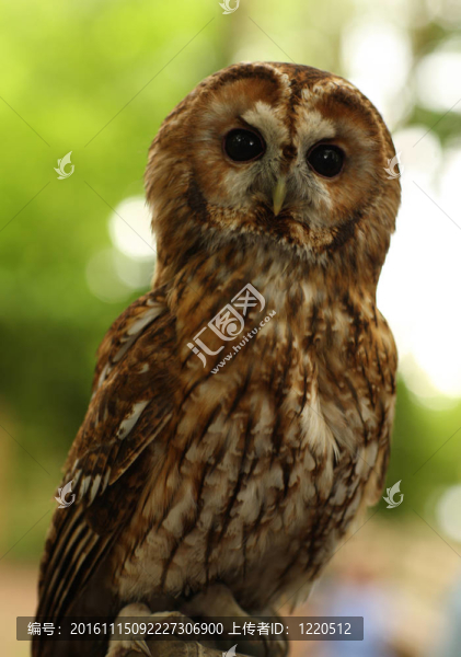 黃褐色的貓頭鷹