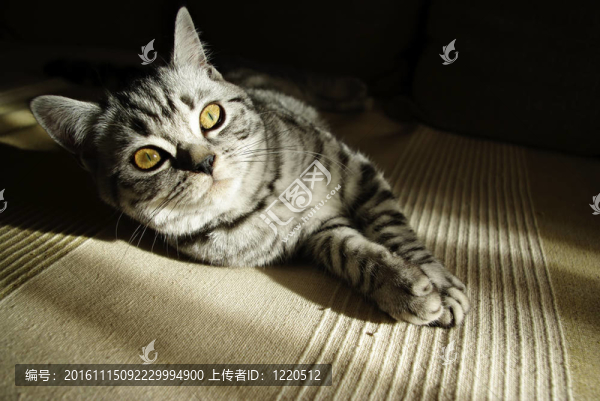 英國短毛