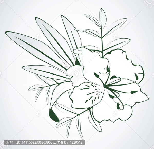 白色背景上的花。