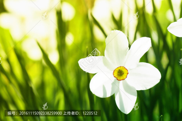 水仙