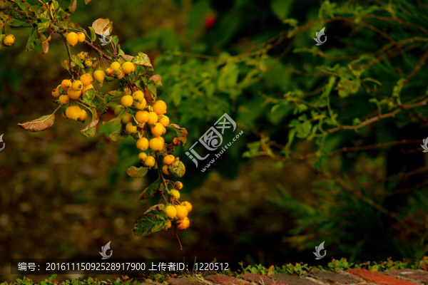 晃來晃去的